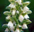 morio albiflora_1.jpg (28473 byte)