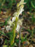 papilionacea albiflora_3.jpg (23335 byte)