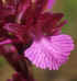 papilionacea grandiflora_2.jpg (17862 byte)