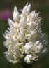 simia_albiflora.jpg (19621 byte)