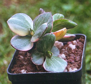 Crassula obliqua a foglia variegata