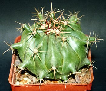 Ferocactus horridus