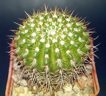 Notocactus mammulosus