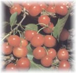 ciliege cherry