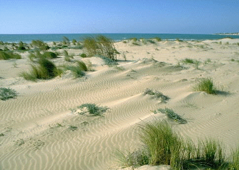 Spiaggia con pineta protetta dalla G.Forestale a 5 km da Scoglitti