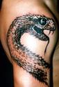 Tatuaggi Animali , tattoo animali