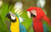 Macaws.jpg (33262 byte)