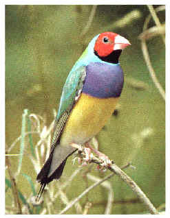 Diamante di Gould (maschio a testa rossa) - Foto tratta da "Uccelli esotici in colore" - SAFE Edizioni Zootecniche