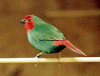 diamante pappagallo adulto