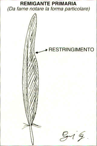 Particolare morfologico di remigante primaria di Tortora - disegno di Giovanni Goj