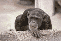 scimmia.gif (34779 byte)