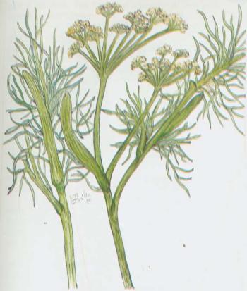 Aneto (Anethum graveolens)