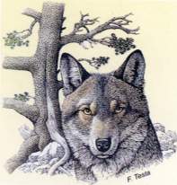 lupo e pino loricato